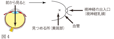 加齢性黄斑変性について　図1